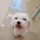멍피스 이미지