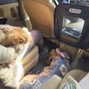 카카오펫 이미지