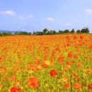 평창 백일홍 축제= 24. 9. 13 (금) ~ 9. 22 (일) 총 10일간 이미지