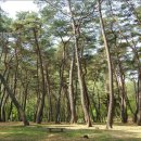 소나무숲 이미지