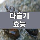 다슬기 효능 이미지