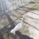 문채농장 | <알파카월드> 주말나들이 자연속 동물원