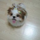 푸하하