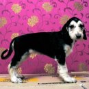 똥강아지 이미지