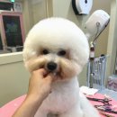 향남펫살롱 이미지