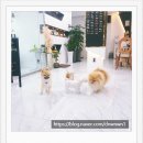 미스터 멍 애견샵 이미지