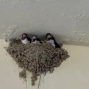 낙원식육점 이미지