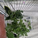 예삐농원 | [예삐플라워아울렛] 용인 처인구 화훼농원 방문 후기