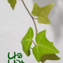 샬롬 이미지