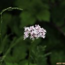 노고단-6 이미지