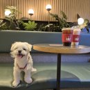 놀다가시개 이미지