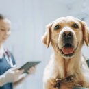 GOOD LIFE DOG 이미지