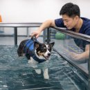 마이리틀메이트 이미지