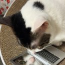 (주)무지개약품 | 신부전 말기 기력 회복에 도움이 되었던 것들 ㅣ 무지개다리 건너기 전 전조증상부터 회복까지