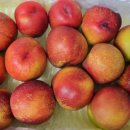 글로라인 이미지