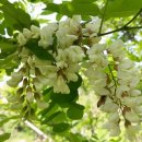 고경면행정복지센터 이미지