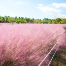 나드리야영장 | 경상도 핑크뮬리 여행지, 가을 인생사진 명소 Best4