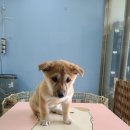 군산시-01137 네이버블로그