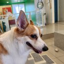 어도러블 멍이 | 구미애견카페 관리가 잘 되어있는 [어도러블멍이] 후기