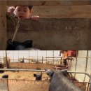 두마농장 이미지