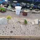 노란담장 이미지