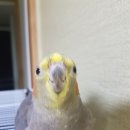 꼬꼬나라 이미지