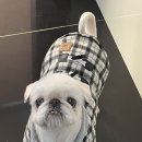 중앙해수랜드 | [부산 남구] 강아지 목디스크 한방병원 침치료 후기 1회차 용호동 W동물의료센터