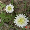 하얀민들레 이미지