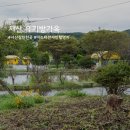 어울림민박 | 충남 서산 갈만한곳 유기방가옥 코스모스 구경