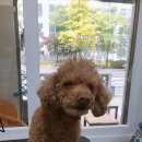 오늘은 특별하개 이미지