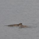 부엉이 PC방 이미지