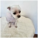 우리 애견 미용실 이미지