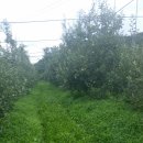 참이슬 농원 이미지