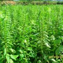 고신농장 이미지