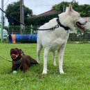 <b>와일드</b><b>독</b> 강아지 리드줄, 목걸이 : 망고 초코 조금 더 늠름해진 것 같은 기분이다