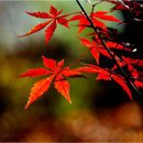 안태초등학교 이미지