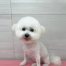 와따몽 이미지