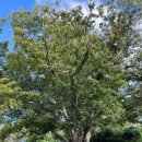 정자나무가든 이미지