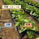 밭고랑
