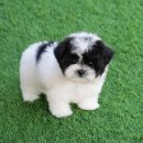 몽냥몽냥 강아지분양 고양이분양 송파점 | 송파강아지분양 실제 경험 후기