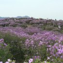 5월 12일 수요 당일, ♣황매산(1,113m) 철쭉 산행 신청방 이미지