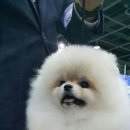 티나리안 이미지