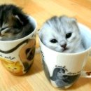 신성전자 이미지