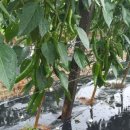 에이아그로 이미지