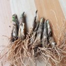 금순 농장 이미지