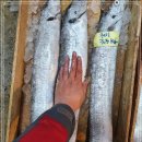 4월 19일(월) 목포는항구다 생선카페 판매생선 [ "추천" 3미,4미 대갈치 / 참다랑어(참치) / 참가자미 ] 이미지