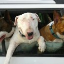 달려라 바우 이미지