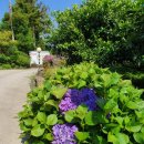 제주머무리 이미지