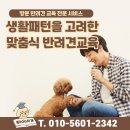 똑똑하개 | 경기도 안양시 강아지 대소변 방문 교육 후기[똑똑하개 출장훈련 후기]