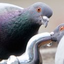 비둘기 이미지
